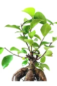 Ficus Ginseng Bonsai 8,5 Saksıda thumbnail 2
