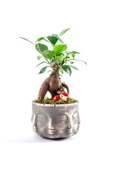Binbir Surat Serisi Ficus Ginseng Bonsai Tasarım thumbnail 1