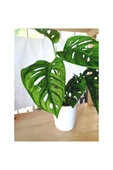 Monstera Adansonii Monkey thumbnail 2