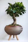 Ficus Ging Seng Bonsai Ayaklı Saksı da thumbnail 5