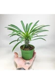 Pachypodium Lamerei (10.5 cm Saksıda) Madagaskar Palmiyesi Tropik Kaktüs thumbnail 6