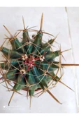 Ferocactus Latispinus Taş Kaktüs thumbnail 1