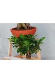 Dekoratif Saksıda Bonsai Ficus Gingseng 2500 gr Gövde 50 cm - 1