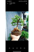 Bonsai Para Ağacı Dekoratif Saksıda - 6
