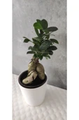 Ficus Bonsai Agacı Seramik Saksıda (peri ) thumbnail 4
