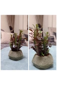 Dekoratif Saksıda Süt Ağacı 10 Cm 000111882 - 1