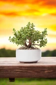 Dekoratif Saksıda Bonsai Yeşim Ağacı Fil Azığı thumbnail 1
