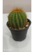 Notocactus Magnificus (parodia Magnifica) thumbnail 1