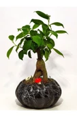 Dekoratif Saksıda Mini Bonsai - 3