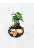 Dünya Dekoratif Saksıda Ficus Ginseng Bonsai Tasarım thumbnail 1