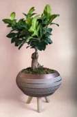 Ficus Ging Seng Bonsai Ayaklı Saksı da thumbnail 4