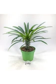 Pachypodium Lamerei (10.5 cm Saksıda) Madagaskar Palmiyesi Tropik Kaktüs thumbnail 1