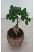 Ayaklı Dekoratif Taş Saksıda Bonsai thumbnail 4