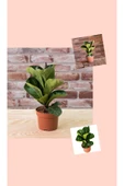 2 Adet Ficus Bambino Lyrata Keman Yapraklı Kauçuk Ağacı thumbnail 2