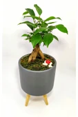 Dekoratif Desenli Saksıda Mini Bonsai - 2
