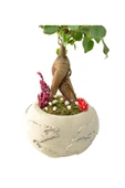 Beton Dünya Saksıda Mini Ficus Ginseng Bonsai - 2