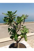 Crassula Ovata- Para Çiçeği- Bereket Bitkisi- 50-65 Cm thumbnail 5