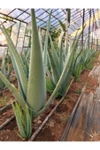 Çok Büyüyen Aloe Vera Bitkisi Fidanı 25 Cm Saksısız Köklü Odunsu Gövde Cinsi thumbnail 4