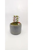 Dekoratif Desenli Saksıda Crassula - 3