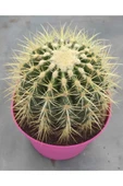 Echinocactus Grusonii thumbnail 1