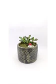 Dekoratif Desenli Saksıda Crassula - 3