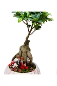 Lamina Beyaz Ficus Bonsai Ve Sırt Sırta Sevgililer thumbnail 2