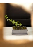 Tabaklı Taş Saksılı Afra Bonsai Yeşim Ağacı thumbnail 4