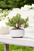 Dekoratif Saksıda Bonsai Yeşim Ağacı Fil Azığı 002 thumbnail 5