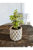 Mini Bonsai Para Ağacı Dekoratif Taş Saksıda - 3