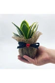 Petit Gift Mini Sansevieria (paşa Kılıcı Bitkisi) Çiçek Tasarımı thumbnail 4