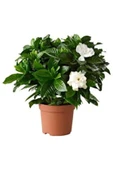 Gardenya Yoğun Kokulu Gardenia Jasmionides Ev Ofis Salon Bitkisi 15.cm thumbnail 3