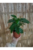 Coffea Arabica - Kahve Çiçeği - Ev Ofis Salon Iç Mekan Bitkisi - 4