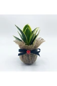Petit Gift Mini Sansevieria (paşa Kılıcı Bitkisi) Çiçek Tasarımı thumbnail 1