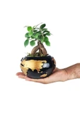 Dünya Dekoratif Saksıda Ficus Ginseng Bonsai Tasarım thumbnail 2