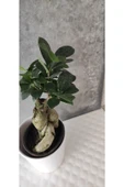 Ficus Bonsai Agacı Seramik Saksıda (peri ) thumbnail 5