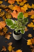 Mini Taş saksıda Cennet Yaprağı Bitkisi Muhteşem Kokulu 5.5 cm Plectranthus Coleoides thumbnail 1