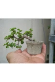 El yapımı Taş Saksıda Bonsai  ara Çiçeği Afra Yeşim Ağacı 012 thumbnail 2