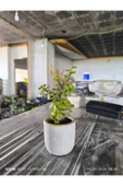 Mini Bonsai Para Ağacı Dekoratif Beton Saksıda 870866 thumbnail 5