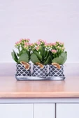 Dekoratif Taş saksılarda kalanşo bitkileri kalanchoe 001lpd - 5