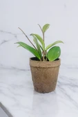 Dekoratif saksıda Mum Çiçeği 001 - 2