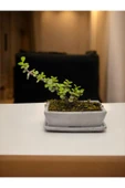 Tabaklı Taş Saksılı Afra Bonsai Yeşim Ağacı thumbnail 1