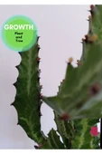 Euphorbia Lactea Kaktüs thumbnail 5