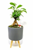 Dekoratif Desenli Saksıda Mini Bonsai - 1