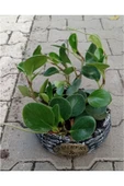 Peperomia Dekoratif Saksıda - 1