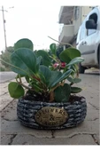 Peperomia Dekoratif Saksıda - 2