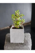 Mini Bonsai Para Ağacı Dekoratif Beton Saksıda 002 thumbnail 1