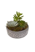 Dekoratif taş saksıda sukulent ve kaktüs aranjmanı thumbnail 1
