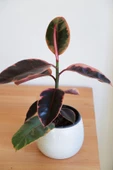 Ficus Elastica Belize-Pembe Kauçuk Ağacı-40-50 cm-Ev Ofis Salon İç Mekan Bitkisi - 3
