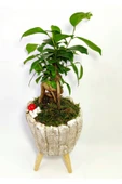 Dekoratif Ağaç Kabuğu Desenli Saksıda Mini Bonsai - 2