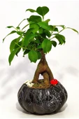 Dekoratif Saksıda Mini Bonsai - 1
